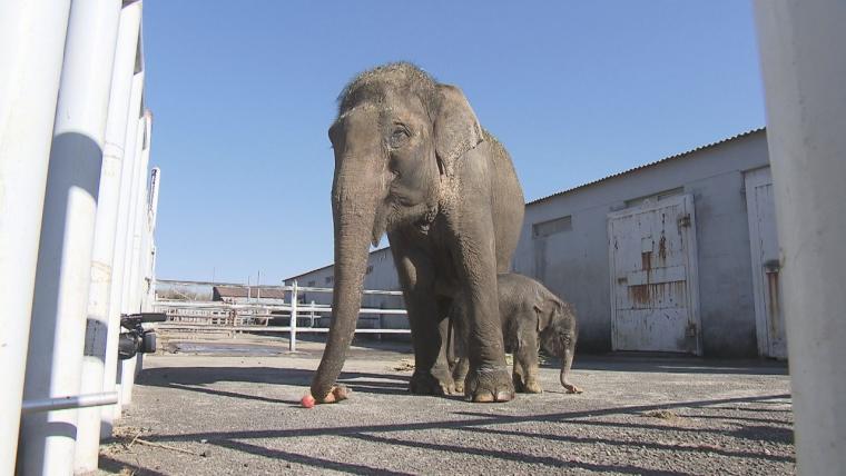 【大分】アフリカンサファリにゾウの赤ちゃん 1 か月で 142 キロに