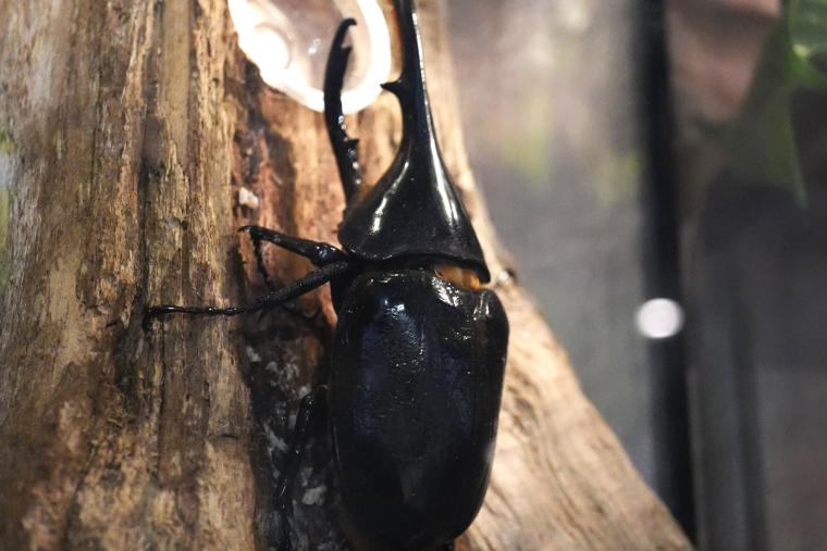 広島　元町水族館　カブトムシ