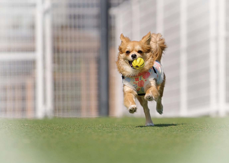 「ASOBIYUKU VILLA」ヴィラドッグ