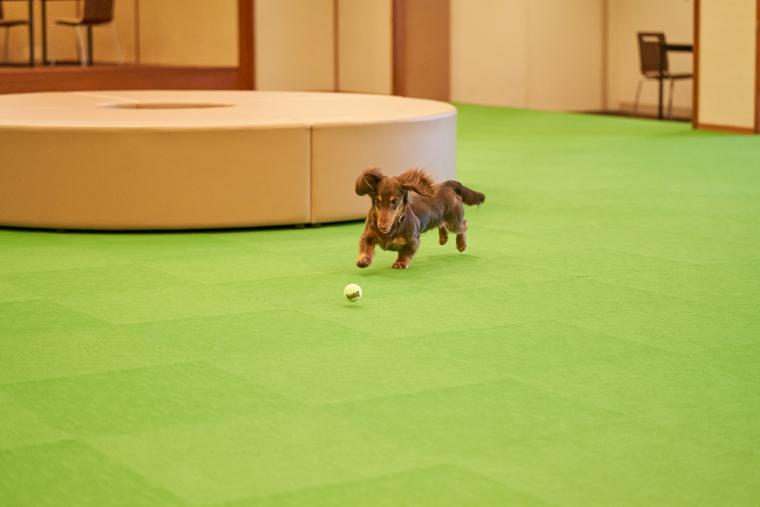 「大江戸温泉物語わんわんリゾート 那須塩原」ドッグラン