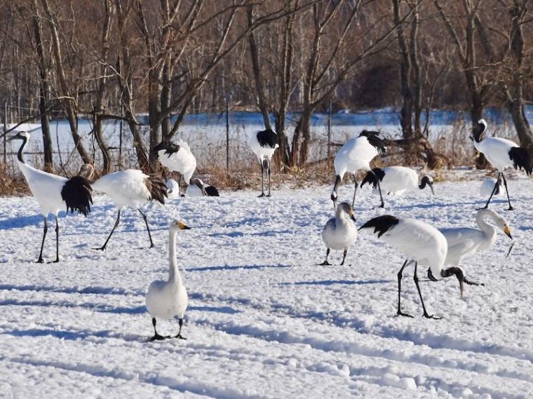 「思わず息をのむ美しさ」ワンコイン以下で特別天然記念物に会える！「阿寒丹頂の里」