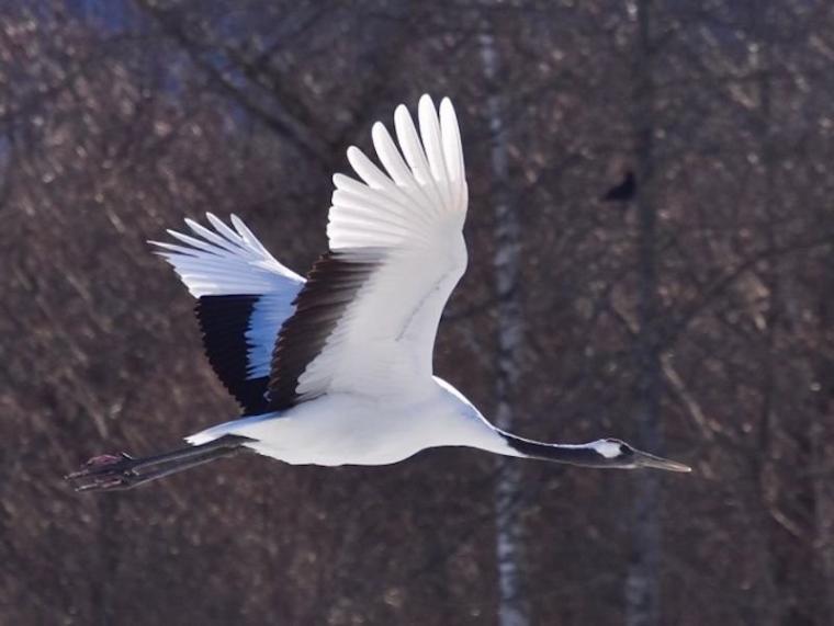 「思わず息をのむ美しさ」ワンコイン以下で特別天然記念物に会える！「阿寒丹頂の里」