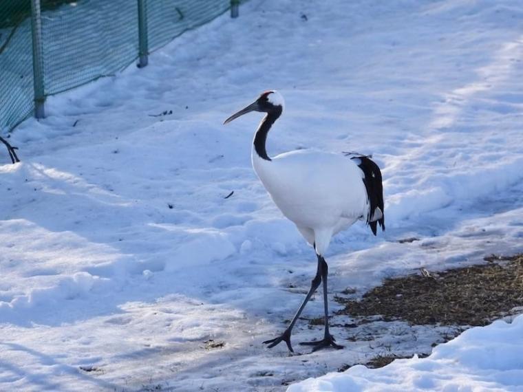 「思わず息をのむ美しさ」ワンコイン以下で特別天然記念物に会える！「阿寒丹頂の里」