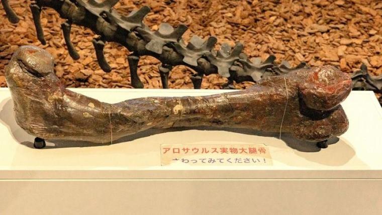 ティラノサウルスと並ぶ人気の新種が！子どもも夢中「大昔の海の底」へ行けちゃう冬の穴場スポットを獣医師ママライターが解説