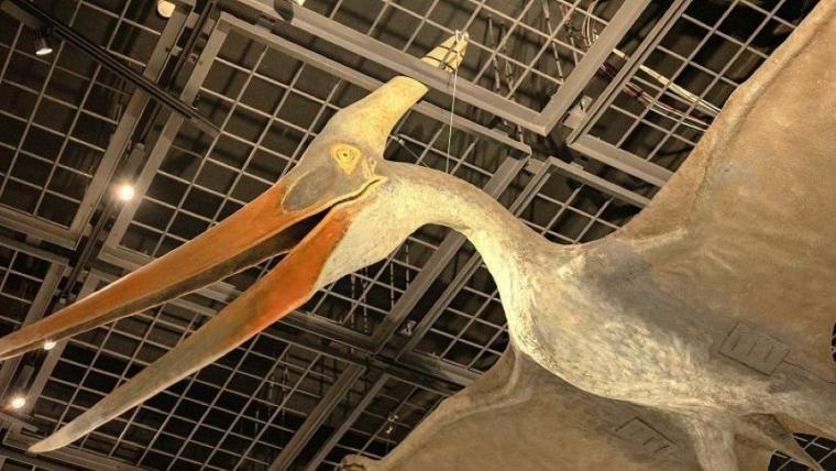 ティラノサウルスと並ぶ人気の新種が！子どもも夢中「大昔の海の底」へ行けちゃう冬の穴場スポットを獣医師ママライターが解説