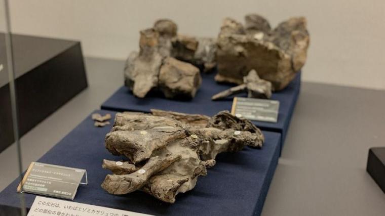 ティラノサウルスと並ぶ人気の新種が！子どもも夢中「大昔の海の底」へ行けちゃう冬の穴場スポットを獣医師ママライターが解説