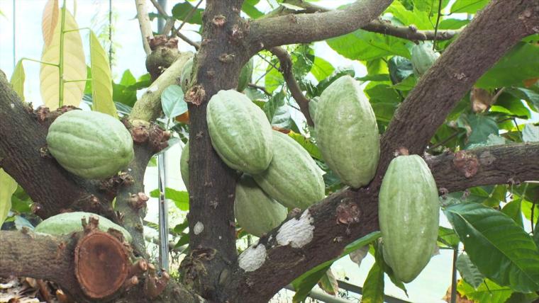 希少な沖縄県産カカオを使用！「OKINAWA CACAO Factory & Café」