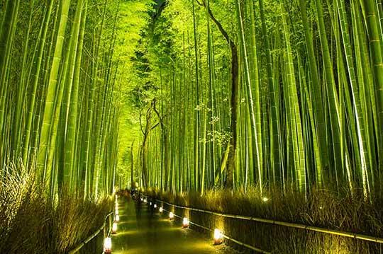 嵐山・竹林の小径