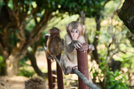 嵐山モンキーパーク いわたやま
