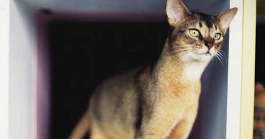 伊豆観光おすすめ33選！定番、穴場スポットにグルメ情報も