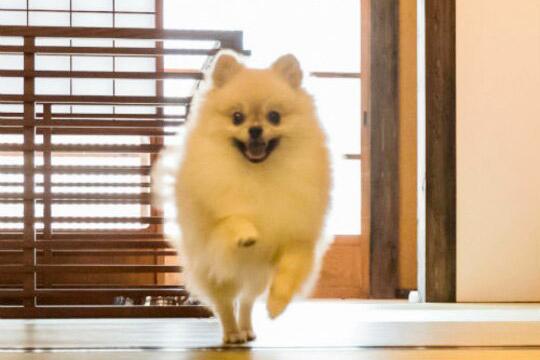 佐原商家町ホテルＮＩＰＰＯＮＩＡ