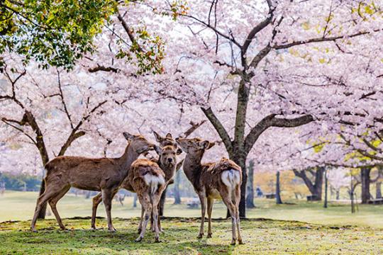 奈良県　奈良公園