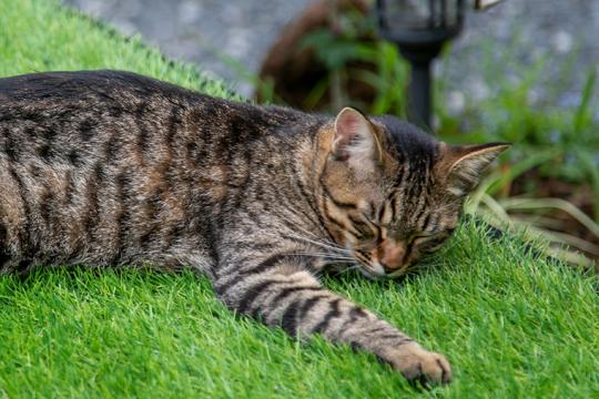 和モダンな温泉旅館 湯布院らんぷの宿