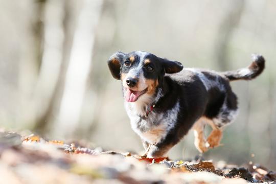 愛犬と泊まる湖畔の温泉リゾート　びわ湖松の浦別邸（2020年6月20日オープン）