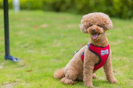 コレドール湯河原　Ｄｏｇ＆Ｒｅｓｏｒｔ