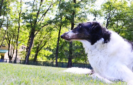 コテージ　わん’Ｓ