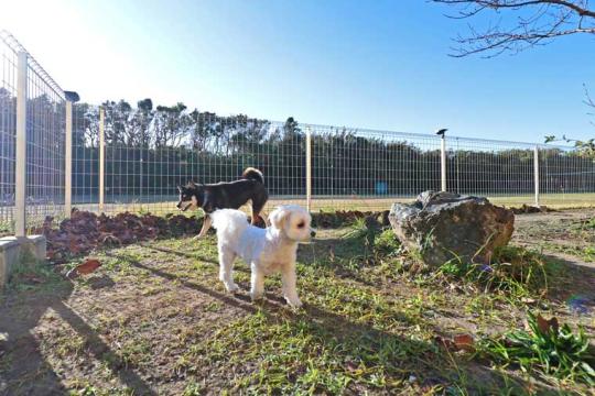 野の花の宿　あさゆまの木