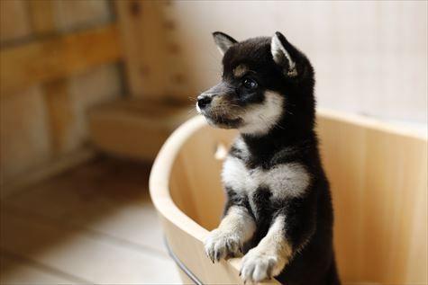 ペットと泊まれる貸切天然温泉の宿　マーフィ
