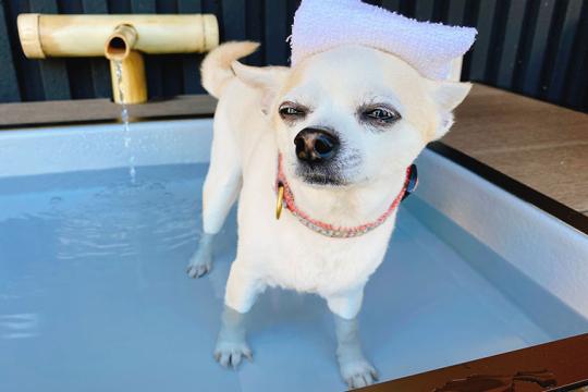 伊豆長岡温泉　小松家八の坊
