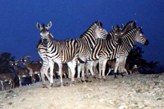 那須サファリパーク