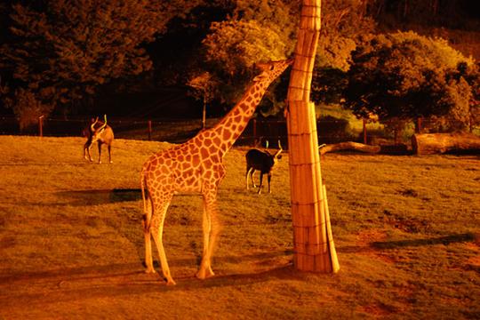 姫路セントラルパーク