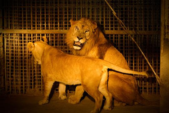 群馬サファリパーク