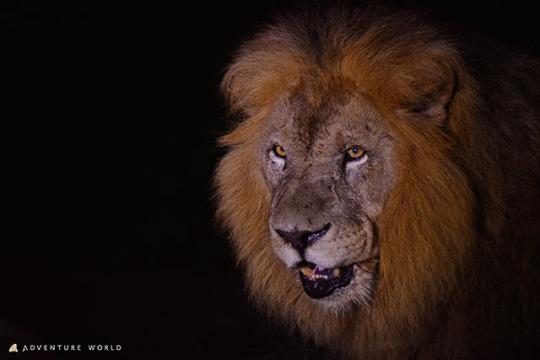 アドベンチャーワールド