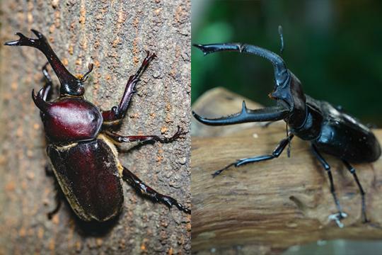 美らヤシパークオキナワ・東南植物楽園