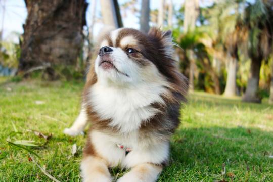 フォレスト・イン昭和館（オークラホテルズ＆リゾーツ）⑰