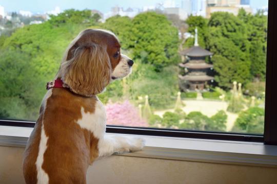 ホテル椿山荘東京①