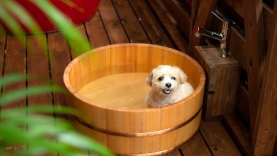 【2023年最新】那須のペットと泊まれる人気宿ランキングTOP5