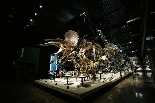 笠岡市立カブトガニ博物館