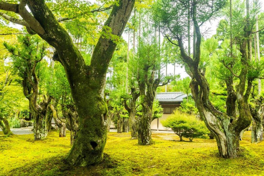 ROKU KYOTO LXR Hotels & Resort