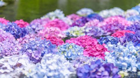 関西あじさいスポット