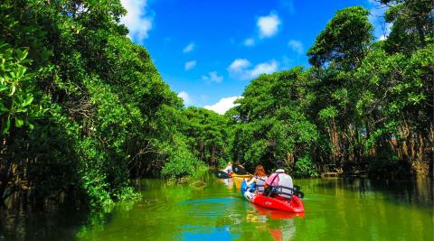 億首川マングローブカヤックツアー