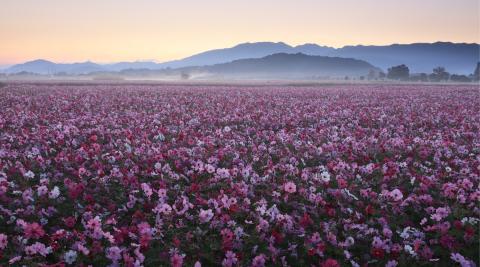 藤原宮跡のコスモス