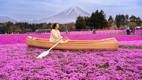 富士芝桜まつり
