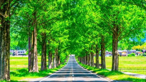 メタセコイア並木（滋賀・高島）