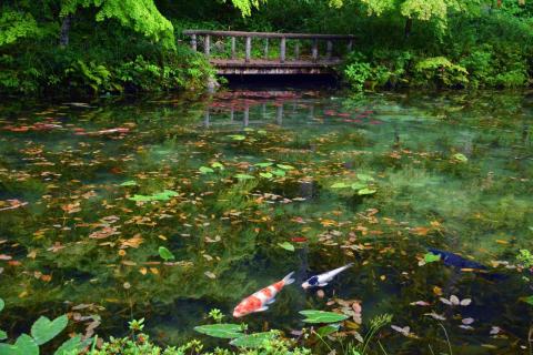 絶景スポット「モネの池（名もなき池）」と「うだつの上がる街並み」などをめぐる美濃・関おすすめ観光モデルコース