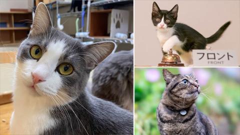 【2024年】看板猫ランキング