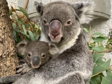 淡路島「淡路ファームパークイングランドの丘」でコアラの赤ちゃんが誕生！
