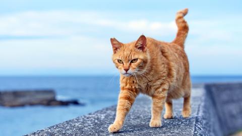 ねこの島「深島」