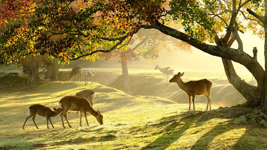 2021年 県内旅行の人気急上昇ランキング