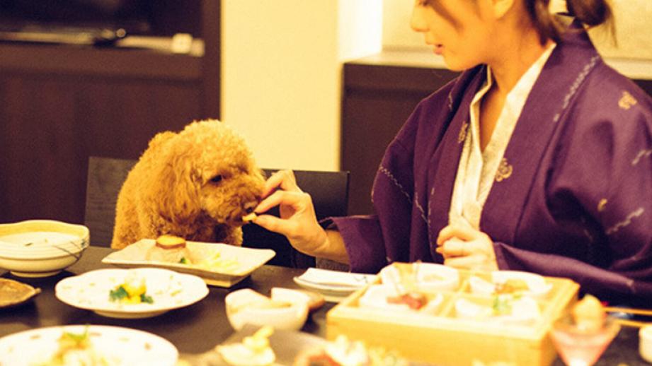 【2021年版】九州のペットと泊まれる人気の宿ランキングTOP10