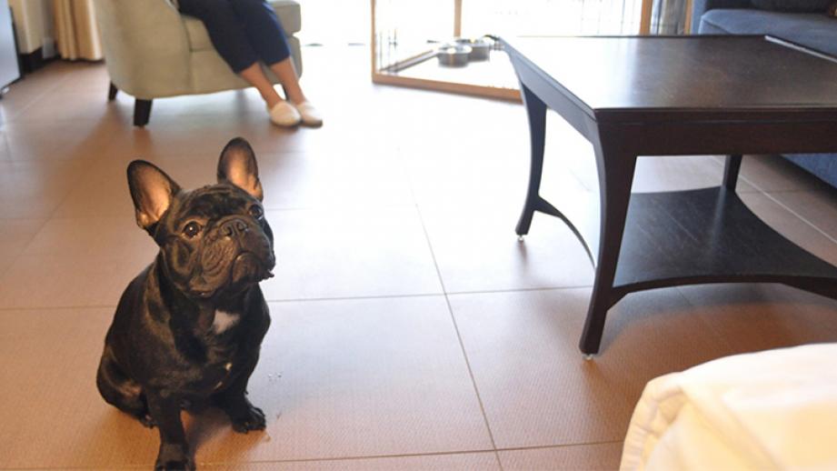 関西のペット泊れる高級宿・ホテル8選