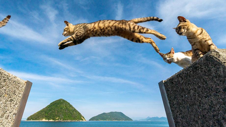 【全国】猫に出会えるスポット