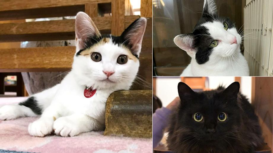 【2022年】全国の宿 自慢の看板猫ランキング