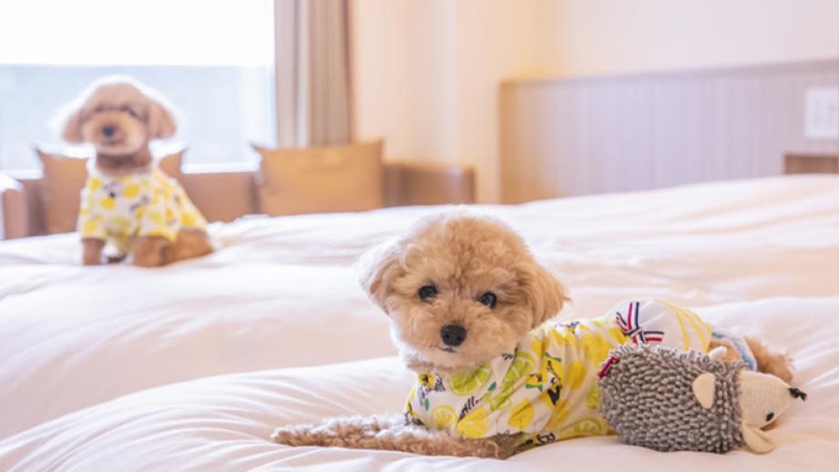 北海道のペットと泊まれる人気宿ランキングTOP8