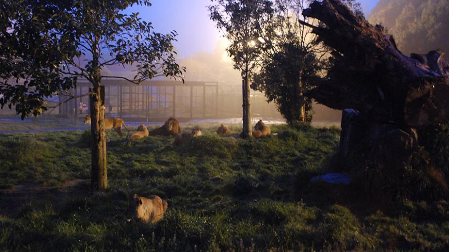 ナイトサファリ