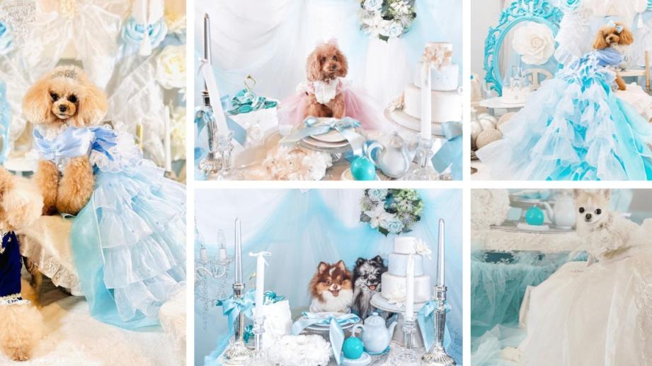 愛犬がプリンセスに大変身！2022年10月～11月に開催した「プリンセス撮影会」